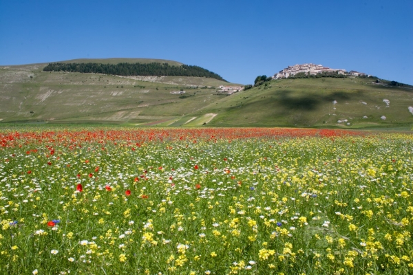 Castelluccio Plain Blossoming - Sibillini Mountains National Park